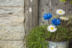 National Trust plant stakes lifestyle, landscape
