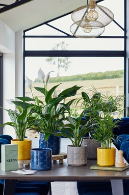 ARLEY PLANT POTS FROM &pound;9.99 - &pound;15.99