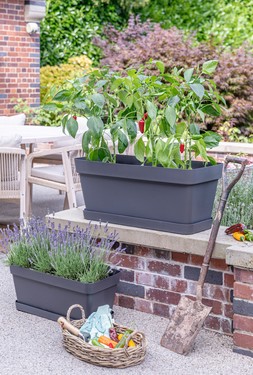 CLEO ANTHRACITE FLOWER BOX £29.99 - £49.99 & SAUCER £7.99-£11.99