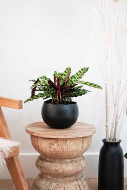 Hammered Bowlblack:Copper 30cm &pound;59.99