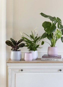 Layla Rose Planter H11cm D12cm &pound;4.99