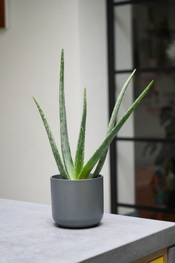 Lisbon Planter Charcoal H18.5cm D18.5cm &pound;14.99
