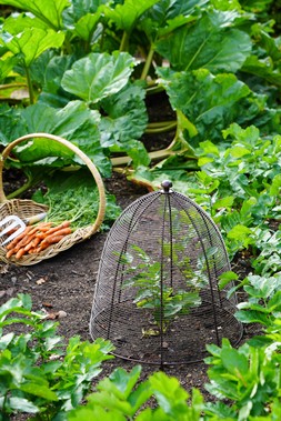 OUTDOOR WIRED PLANT PROTECTOR BRONZE H55CM W47CM