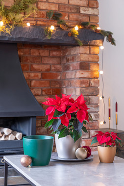 POINSETTIA PLANTER SILVER H14CM D16.5CM