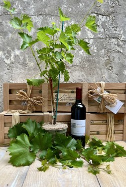 The Red Wine and Vine Crate