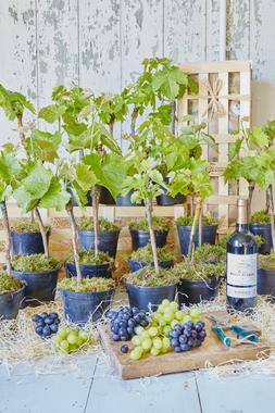 The Vineyard