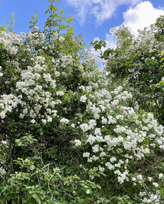 https://webmail.prshots.co.uk/contents/archives/4061/1655/images/thumb350x287_auto/the-gluttonous-gardener-d158b272-0772-40a3-bb4c-4ab43f30bbf4.jpe_71c8c_thumb.jpg