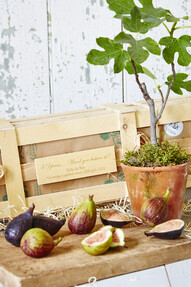 https://webmail.prshots.co.uk/contents/archives/4061/1655/images/thumb350x287_auto/the_gluttonous_gardener_5th-wedding-anniversary-personalised-fig_8d2e2_thumb.jpg
