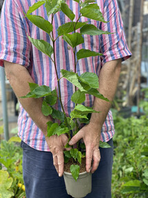 https://webmail.prshots.co.uk/contents/archives/4061/1655/images/thumb350x287_auto/the_gluttonous_gardener_img_1337_thumb.jpg
