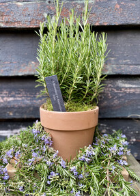 https://webmail.prshots.co.uk/contents/archives/4061/1655/images/thumb350x287_auto/the_gluttonous_gardener_img_4428_thumb.jpg