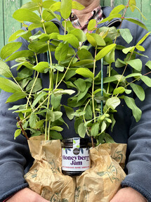 https://webmail.prshots.co.uk/contents/archives/4061/1655/images/thumb350x287_auto/the_gluttonous_gardener_img_9137_thumb.jpg