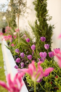 Oriana B, Plants, Sculptural Garden Project