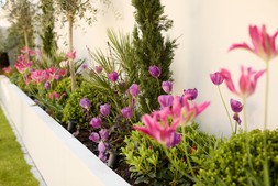 Oriana B, Plants, Sculptural Garden Project